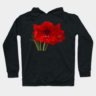 Amaryllis Hoodie